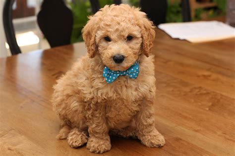 Goldendoodle puppies - The typical price for Goldendoodle puppies for sale in Boston, MA may vary based on the breeder and individual puppy. On average, Goldendoodle puppies from a breeder in Boston, MA may range in price from $2,500 to $3,000. …. Do Goldendoodle puppies come in different sizes? 